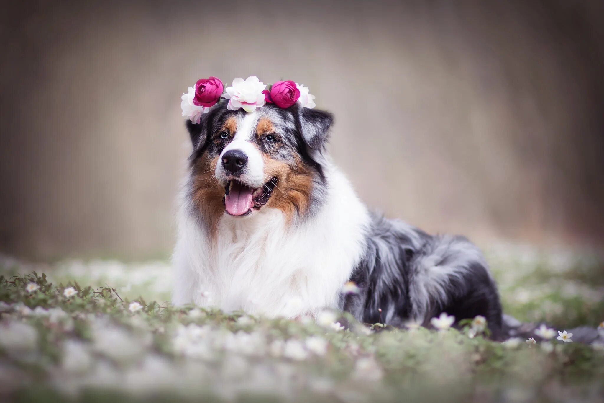 Порода собак аусси фото цена Australian Shepherd Dog Pet Wreath Wallpaper - Resolution:2048x1365 - ID:1087886