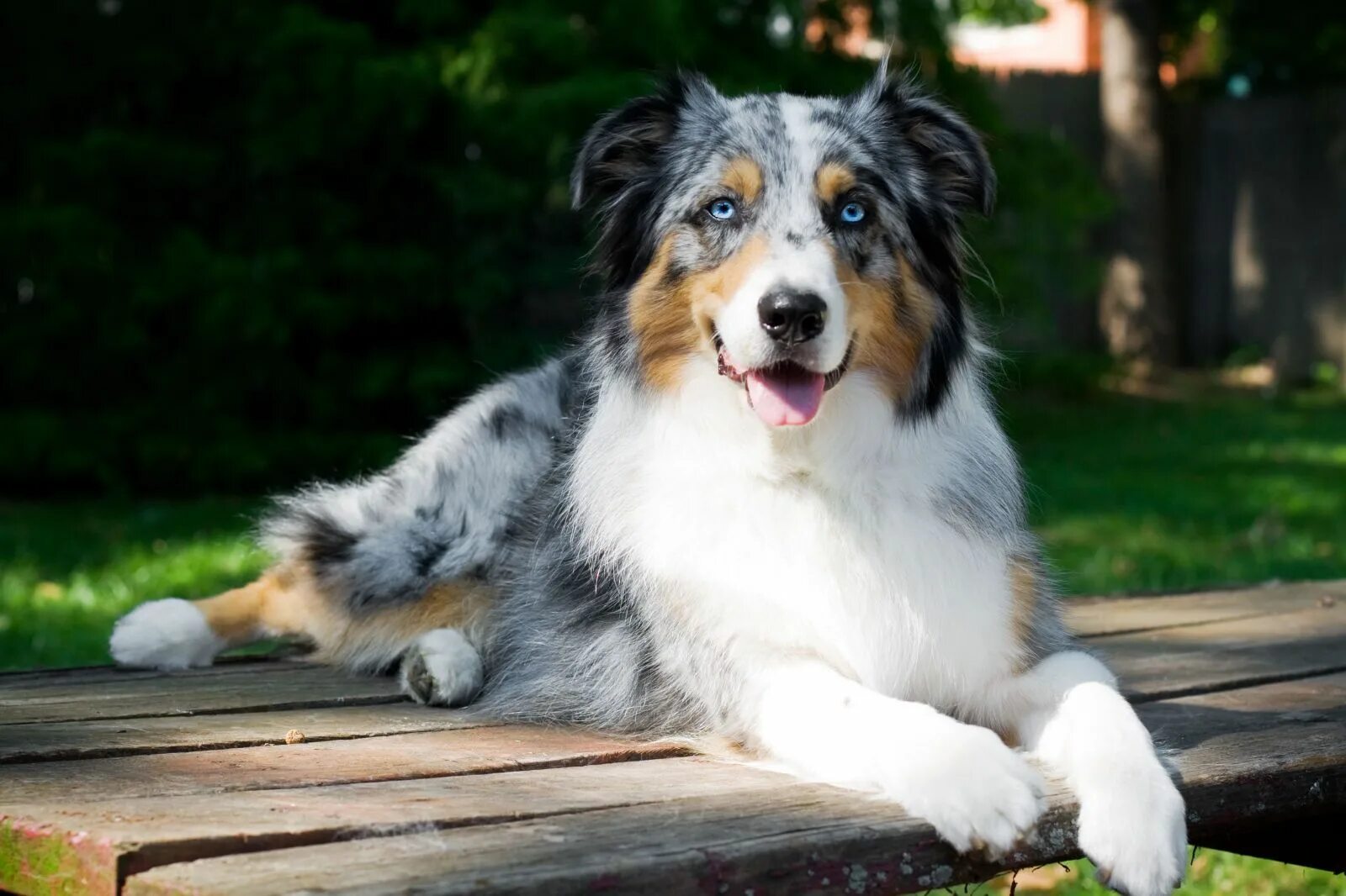 Порода собак аусси фото цена 40 Medium-Sized Dog Breeds That Are the Perfect First Pet for Any Family Dog bre