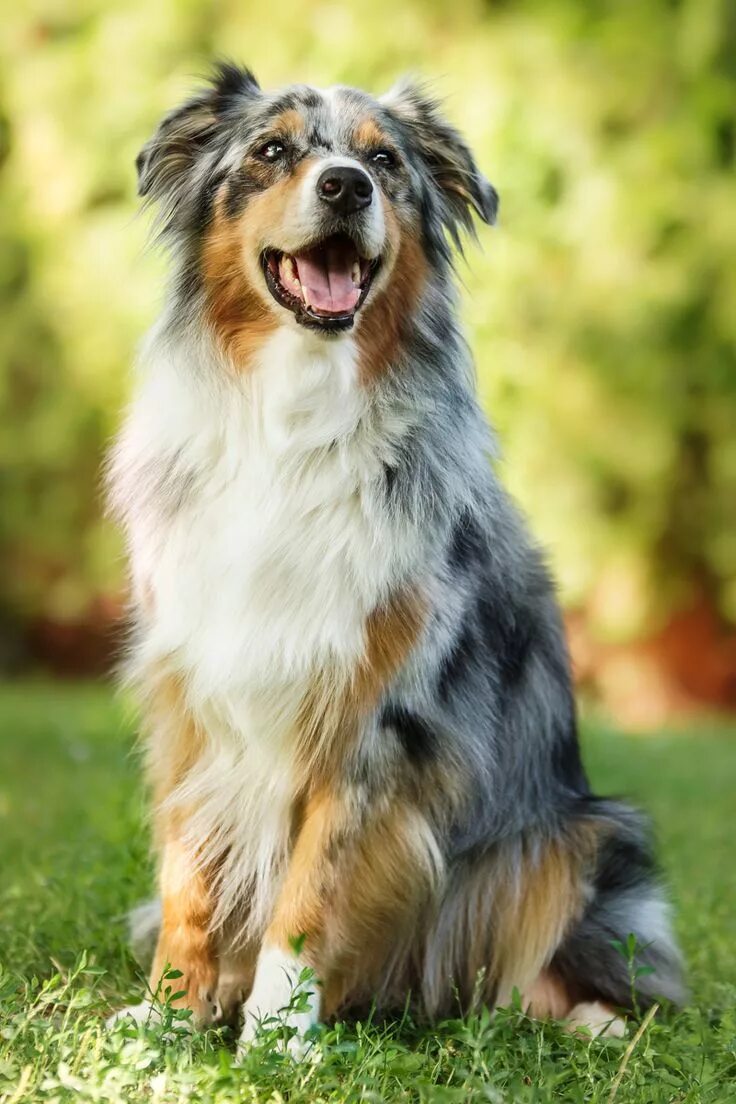 Порода собак аусси фото цена pure happiness by msnessix Beautiful dogs, Aussie dogs, Dog breeds