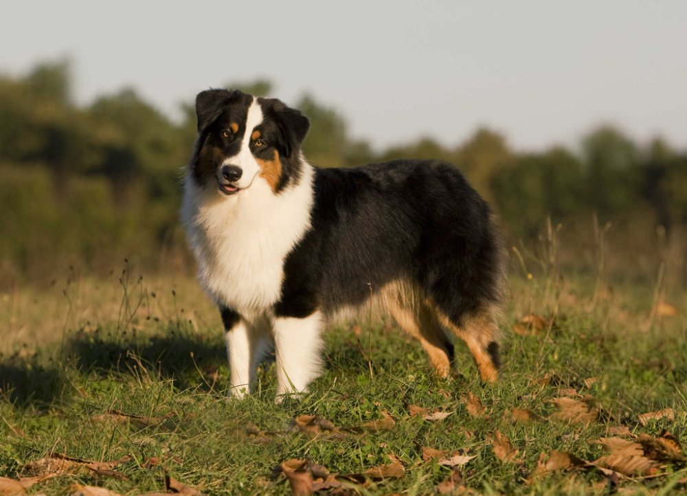 Порода собак австралийская овчарка фото Самые умные породы собак в мире - ТОП-10 Australian shepherd, Black australian s