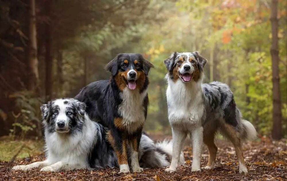 Порода собак австралийская овчарка фото Berger Australien in 2024 Australian shepherd dogs, Shepherd puppies, Dog breeds