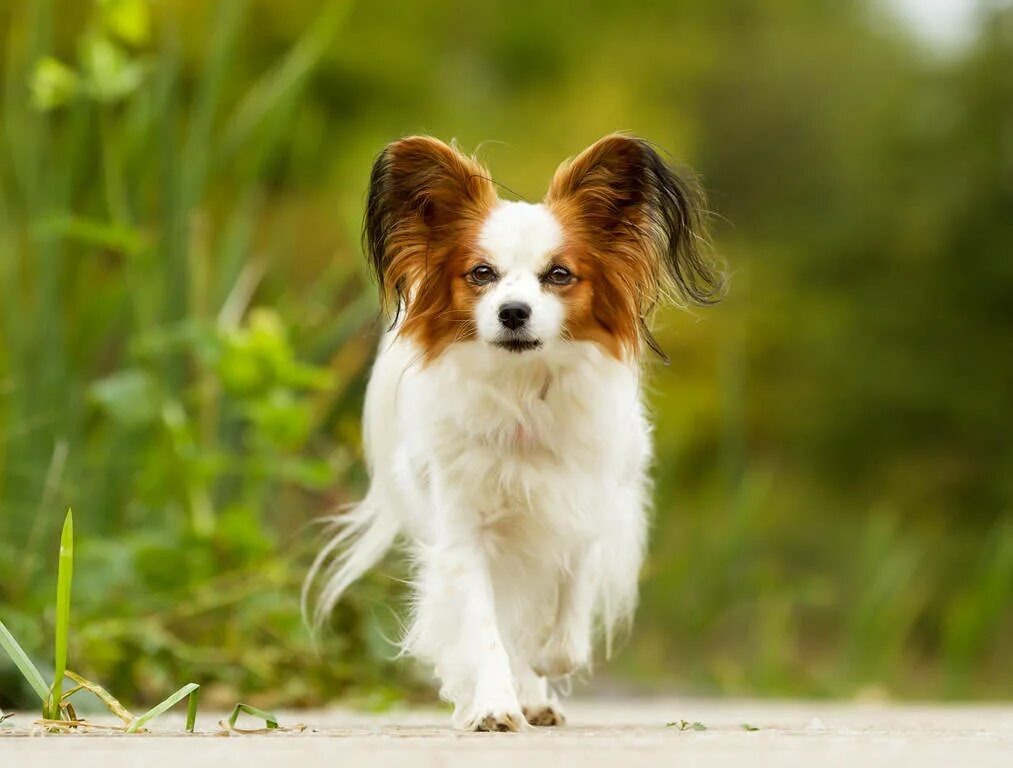 Порода собак бабочка фото цена Papillon Dogs Dog Breeds