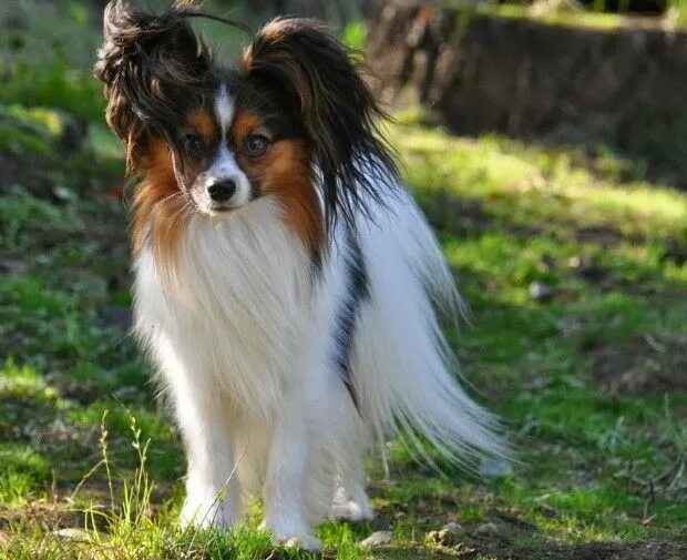 Порода собак бабочка папильон фото These Dogs Have the Best Hair Day, Every Day. Dogs, Large dog breeds, Puli dog