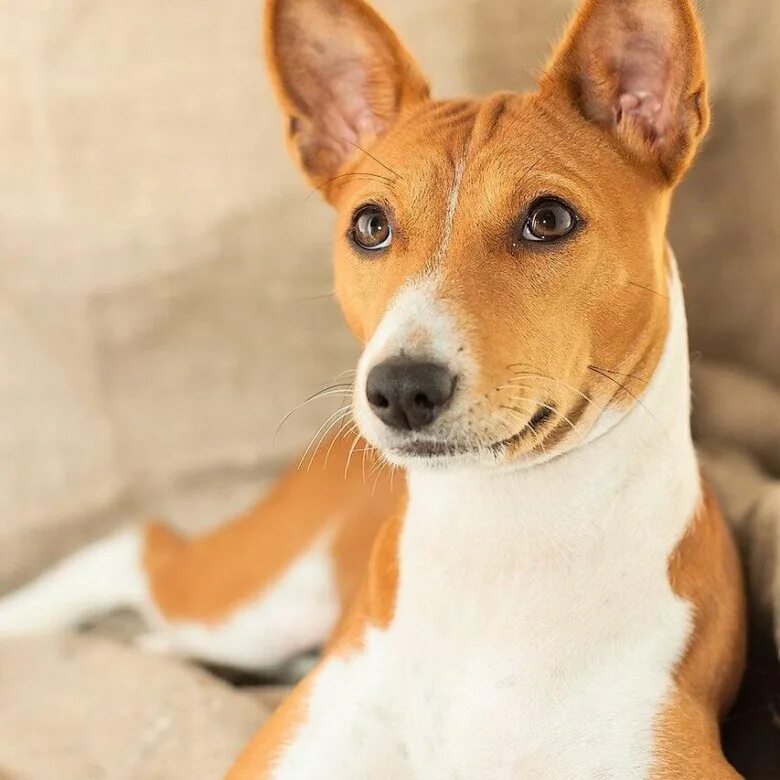 Basenji Dog Basenji dog puppy Basenji dog training Basenji dog pros and cons - Y