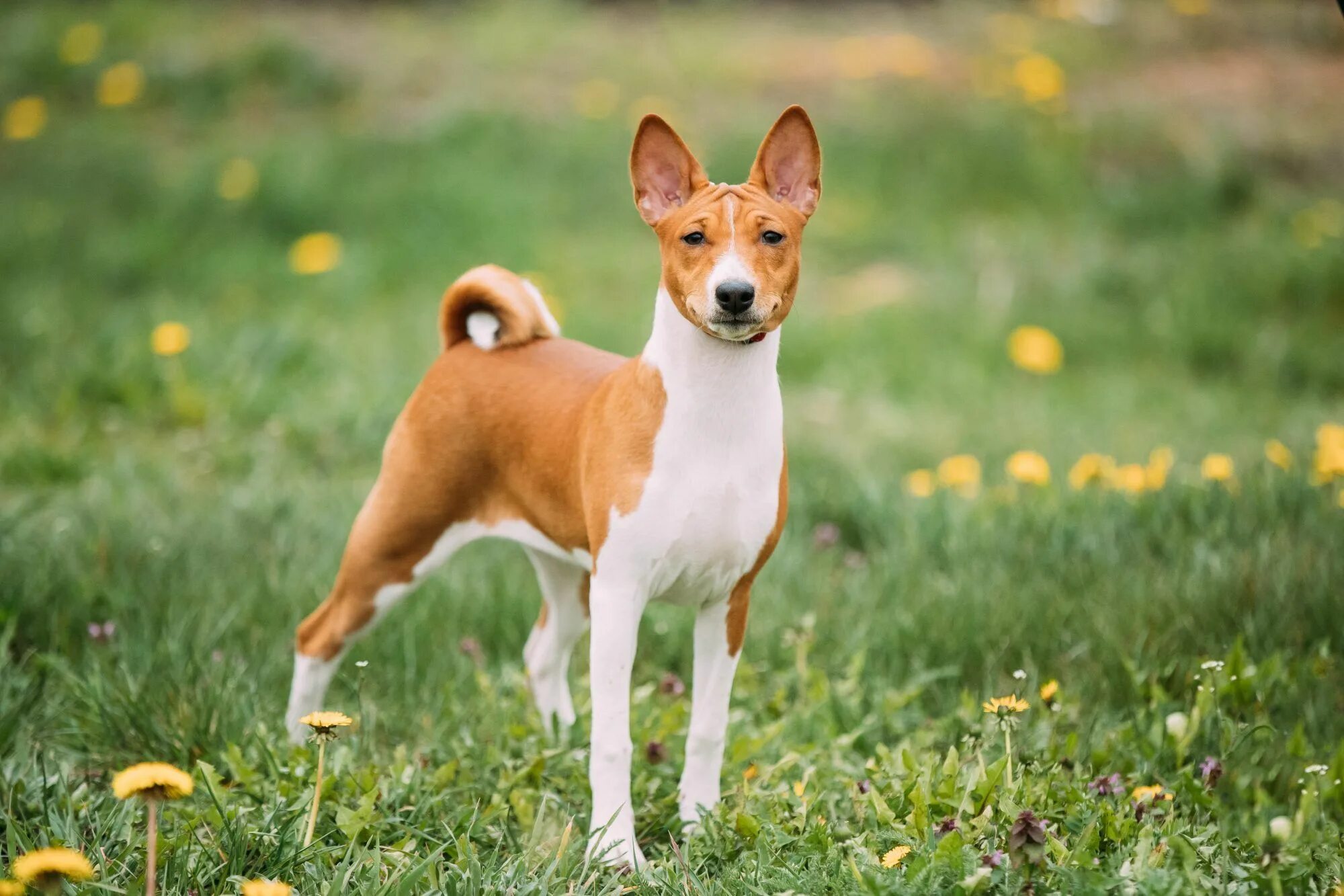 Порода собак басенджи фото цена 30 Small Dog Breeds That Make Great Pets Lap dog breeds, Basenji dogs, Dog breed