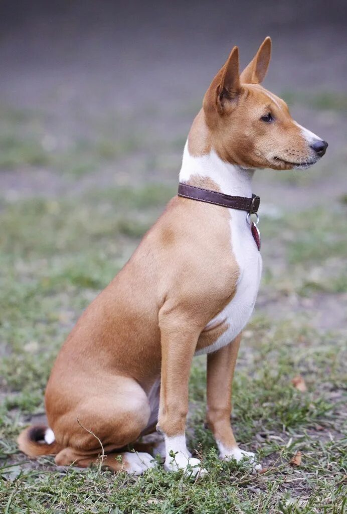 Порода собак басенджи фото цена Древняя африканская порода басенджи Quiet dog breeds, Dog breeds, Basenji dogs