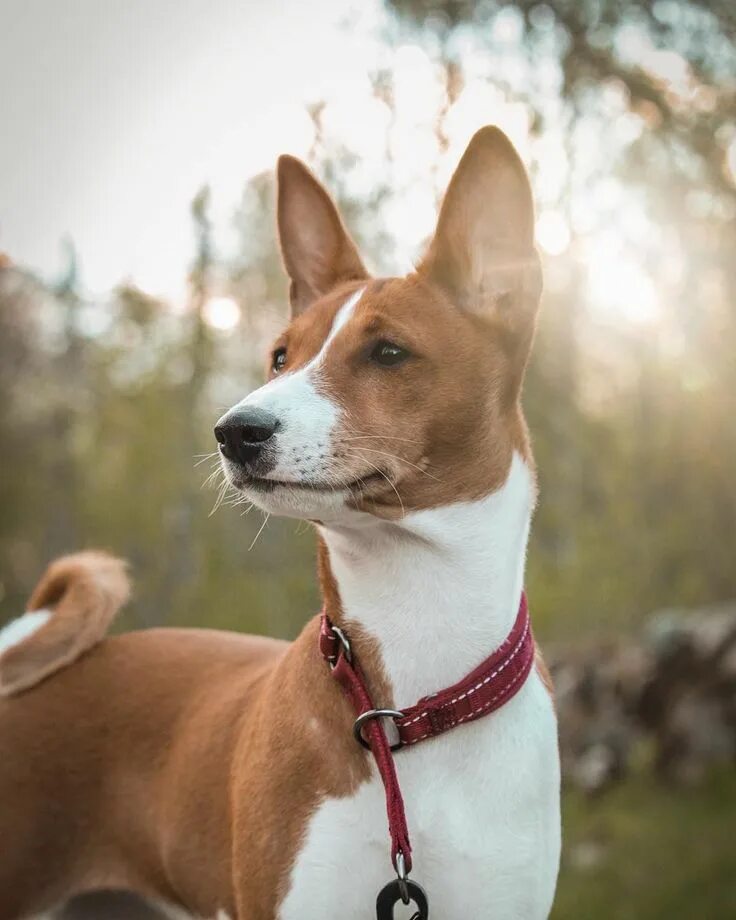 Порода собак басенджи фото цена 14 Super-Smart Facts About the Basenji Page 2 of 3 PetPress Basenji puppy, Basen