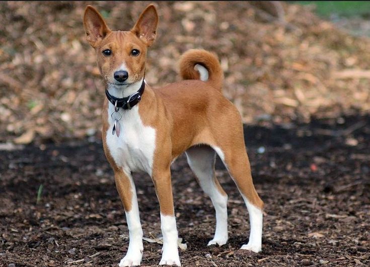 Порода собак басенджи фото цена Basenji Dog breeds, Basenji dogs, Dog odor