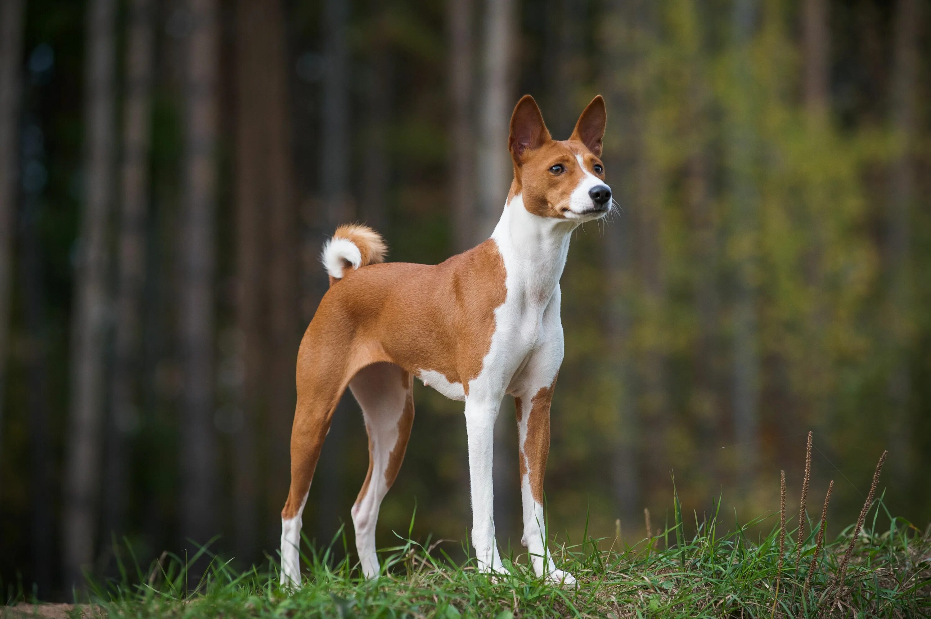 Порода собак басенджи фото цена Basenji Howl Flash Sales www.ulthera.ru