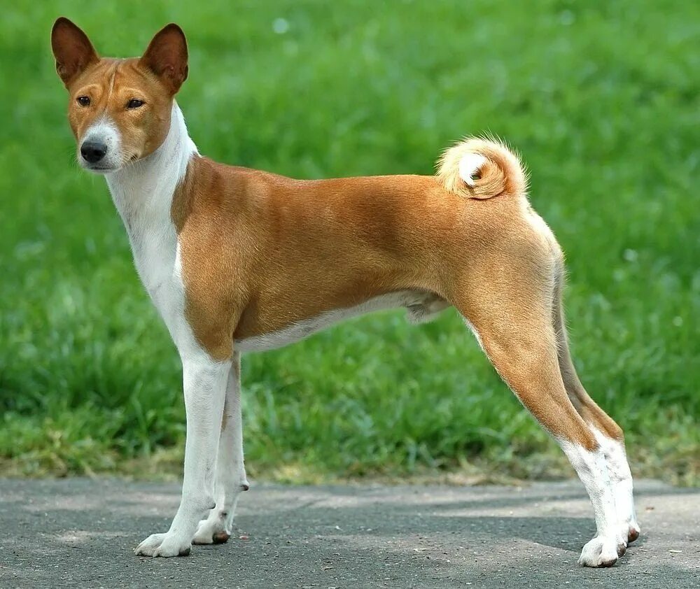 Порода собак басенджи фото цена Basenji Basenji. PerrosAmigos.com Basenji dogs, Dog breeds, Dogs