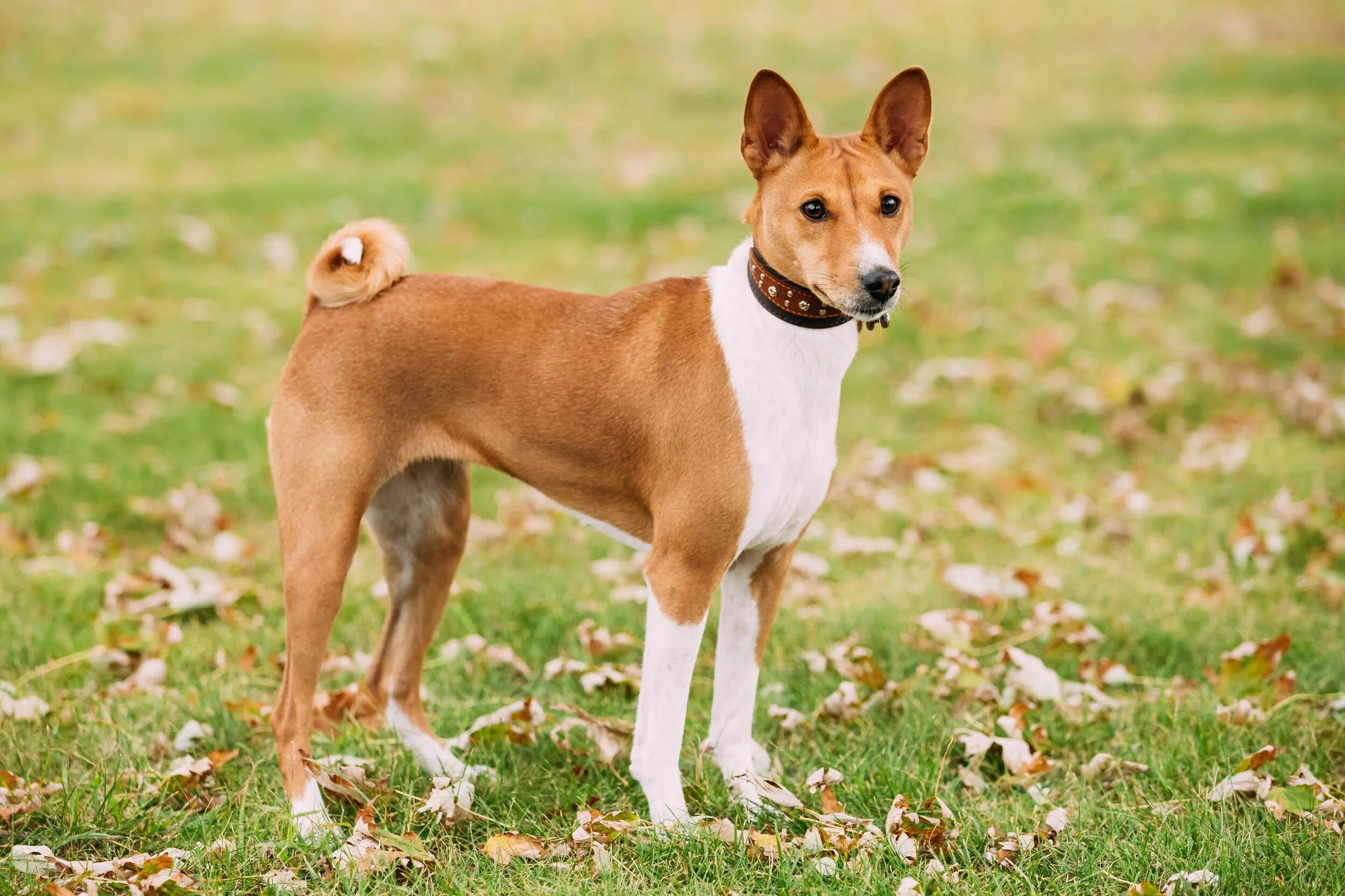 Порода собак басенджи фото цена описание породы 30 popular dog breeds that don't shed Dog breeds medium, Short haired dogs, Popu