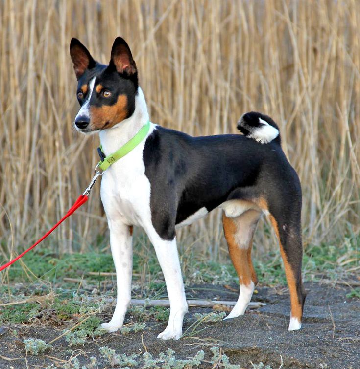 Порода собак басенджи фото цена описание породы Basenji dogs, Ancient dog breeds, Basenji puppy