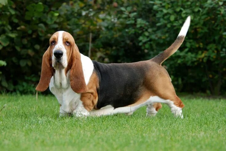 Порода собак бассет фото Pin on Basset Hound Dog breeds medium, Basset hound, Basset hound dog