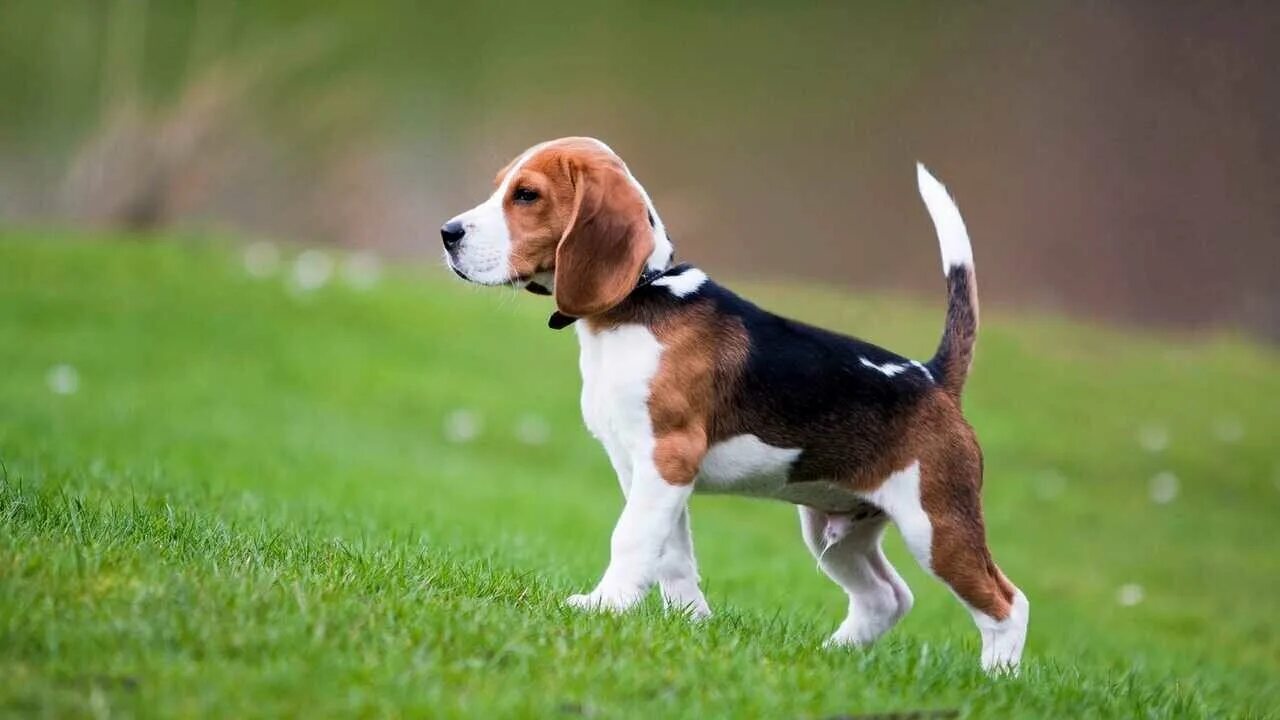 How Do I Know If My Beagle Is Purebred? Smartest dog breeds, Dog breeds, Beagle 