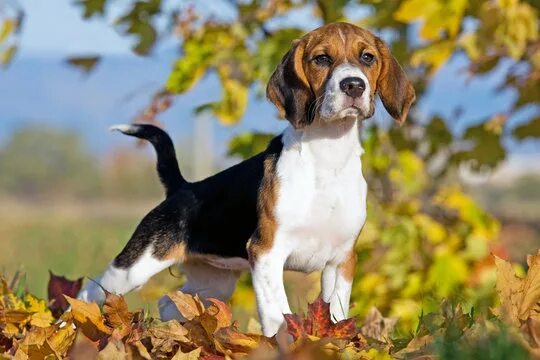 Порода собак бигль фото Happy Beagle Зображення - огляд 68,938 Стокові фото, векторні зображення й відео