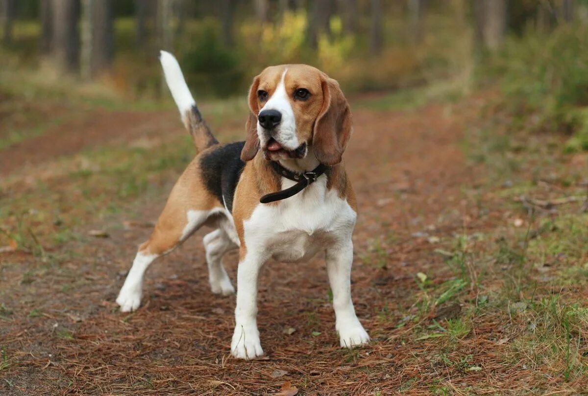 Порода собак бигль фото Мелкие охотничьи породы собак (27 фото) Dogs, Beagle, Animals