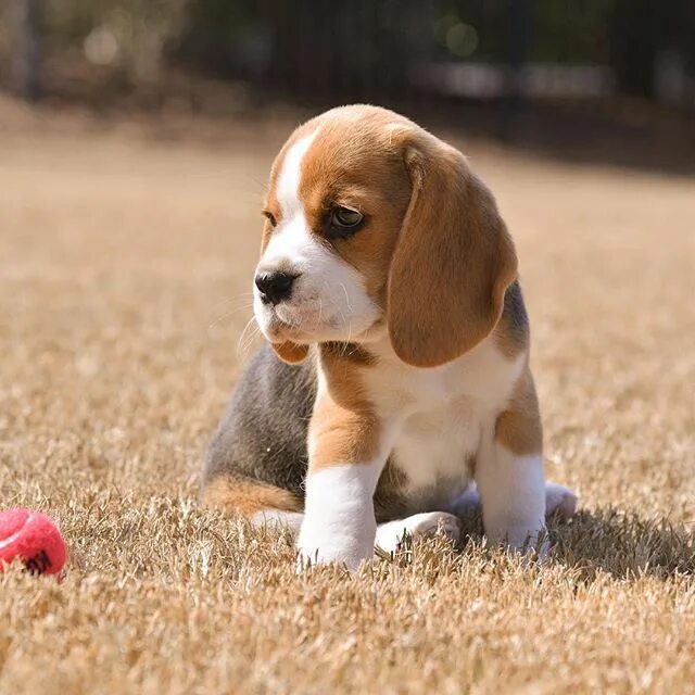 Порода собак бигль фото Ready to play ball - such a cute beagle puppy! Dog lovers... #beagle #dogs #pupp