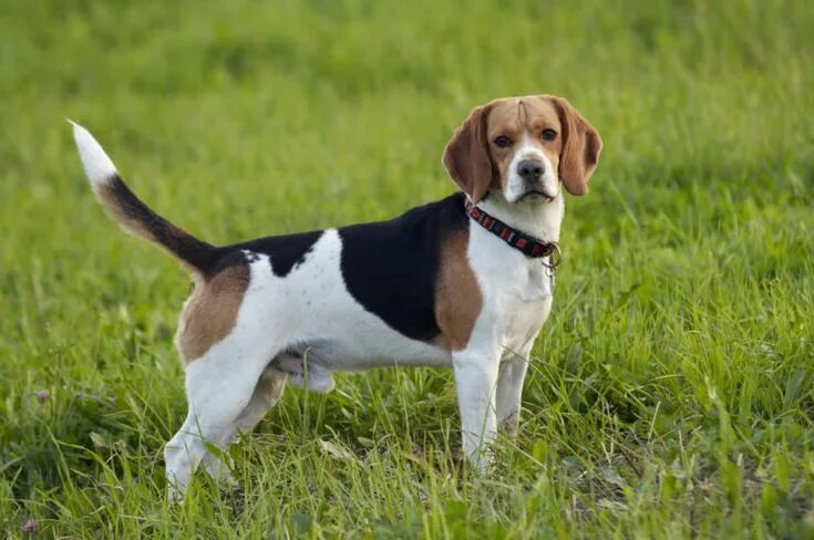 Порода собак бигль фото How Do I Know If My Beagle Is Purebred? Smartest dog breeds, Dog breeds, Beagle 