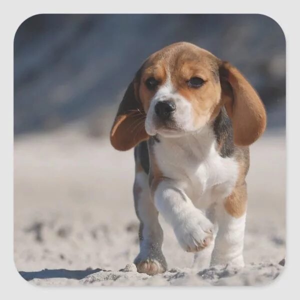 Порода собак бигль фото Beagle puppy square sticker Zazzle.com Beagle puppy, Cute beagles, Cute dogs