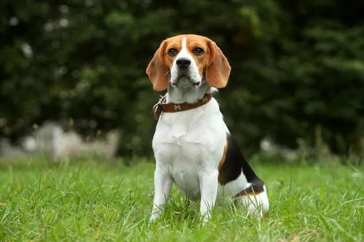 Порода собак бигль фото Breed Spotlight: Beagle - Animal Behavior College Beagle dog breed, Beagle dog, 