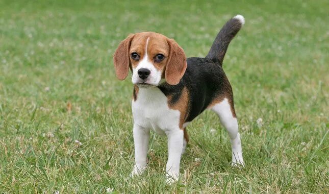 Порода собак бигль фото и цена Beagle Beagle dog breed, Dog breeds, Pocket beagle