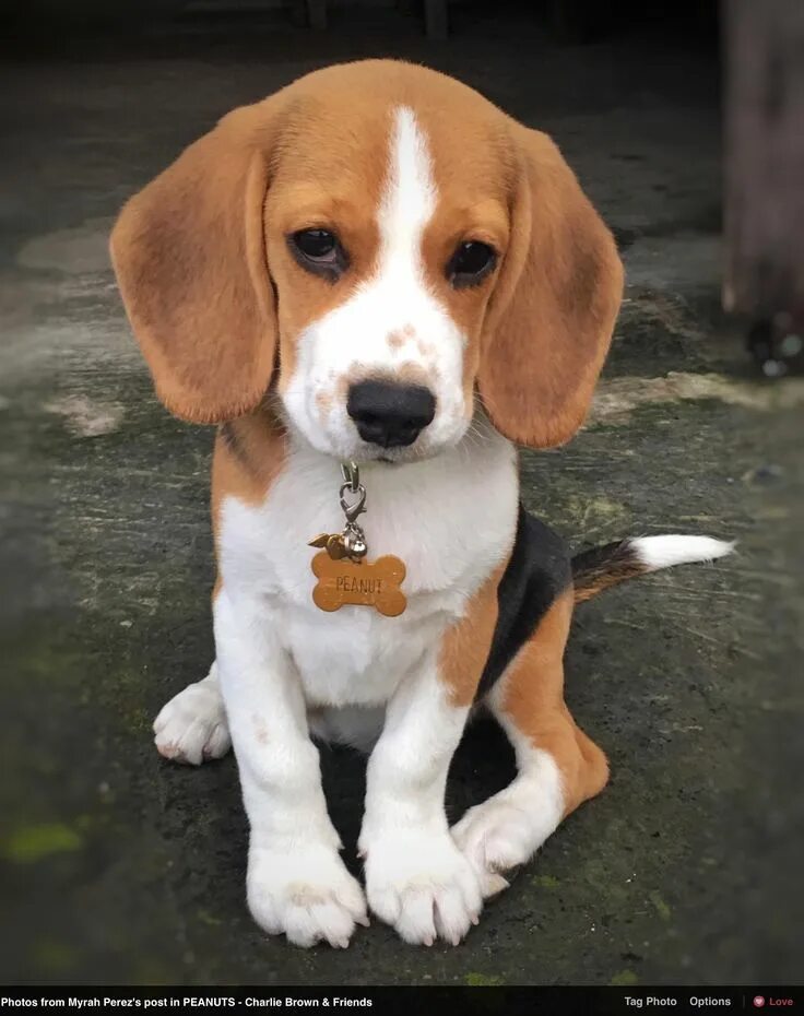 Порода собак бигль фото и цена "Hello, I'm Peanut!" As posted on Facebook by Myrah Perez Beagle puppy, Cute bea