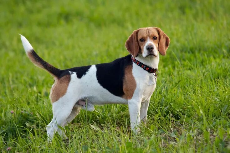 Порода собак бигль фото и цена Beagle Razas de perros, Razas de perros grandes, Perros