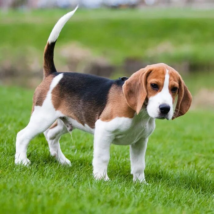 Порода собак бигль фото и цена The Most Popular Dog Breeds in the U.S. Beagle puppy, Beagle dog, Beagle dog bre