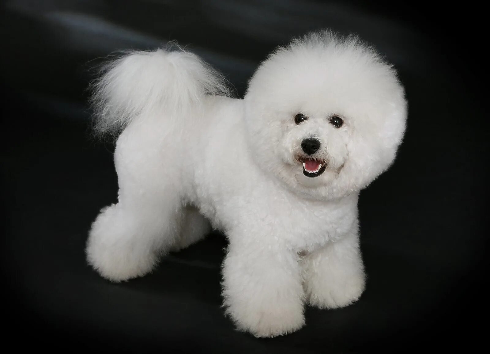 Порода собак бишон фото Файл:Bichon Frisé - studdogbichon.jpg - Википедия