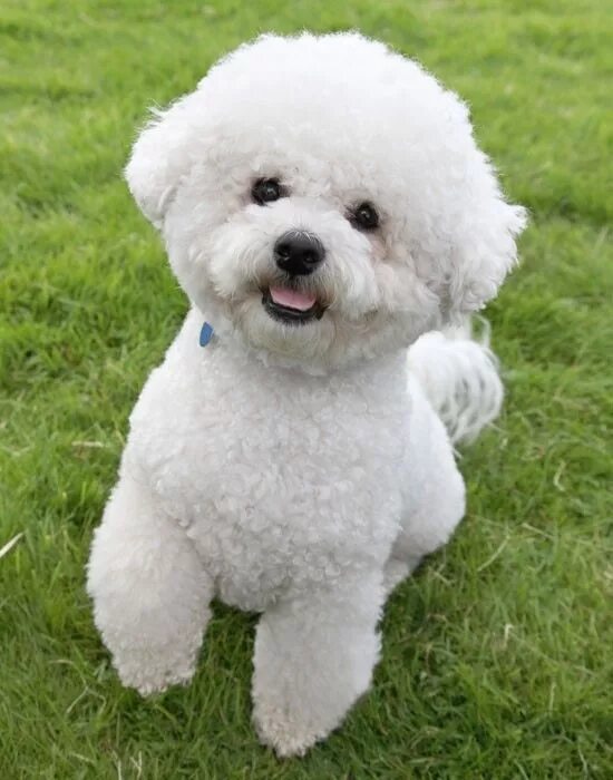 Порода собак бишон фото цена Bichon Frise dog art portraits, photographs, information and just plain fun. Als