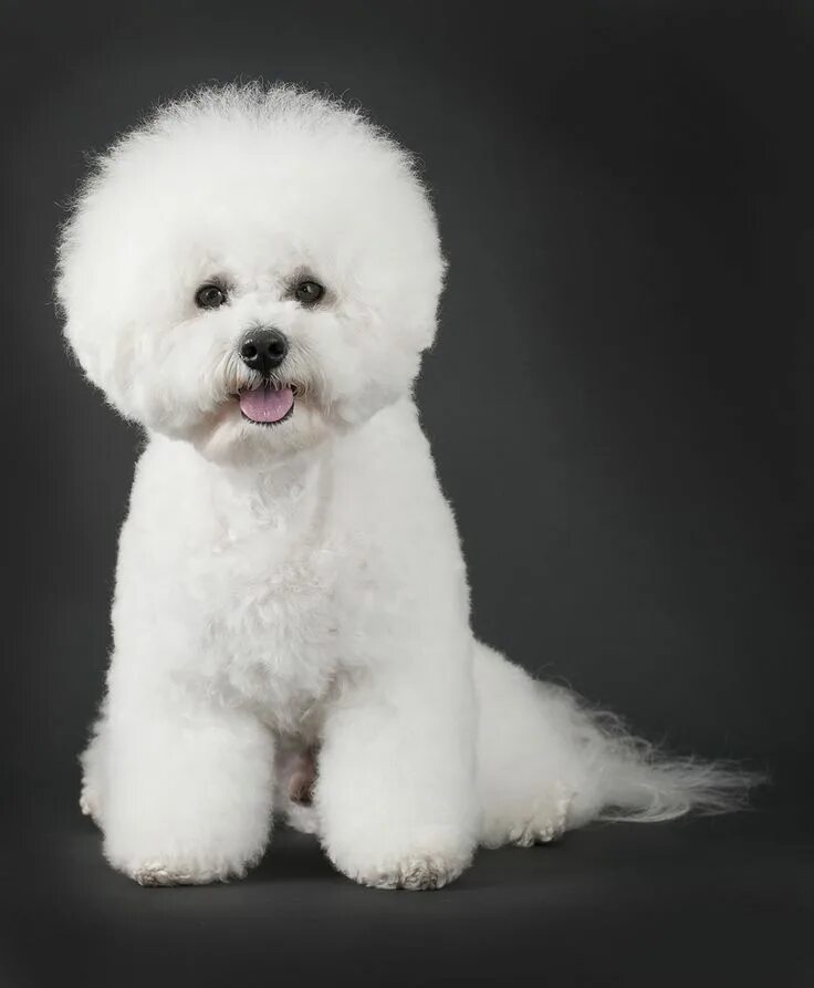 Порода собак бишон фото цена Bichon Frise Breed Bichon frise puppy, Bichon frise dogs, Small dog breeds