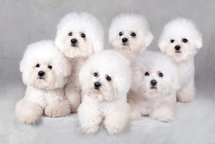 Порода собак бишон фото цена Bichon dog, Bichon frise dogs, Bichon frise