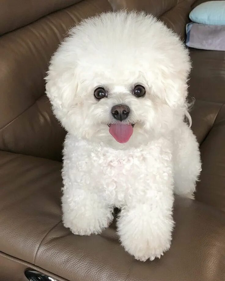 Порода собак бишон фото цена Pin by Trucy Baker on Dogs!!! Bichon frise dogs, Bichon frise puppy, Bichon dog