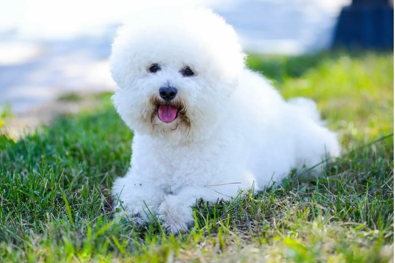 Порода собак бишон фото цена Best Pill Pockets for Bichon Frises