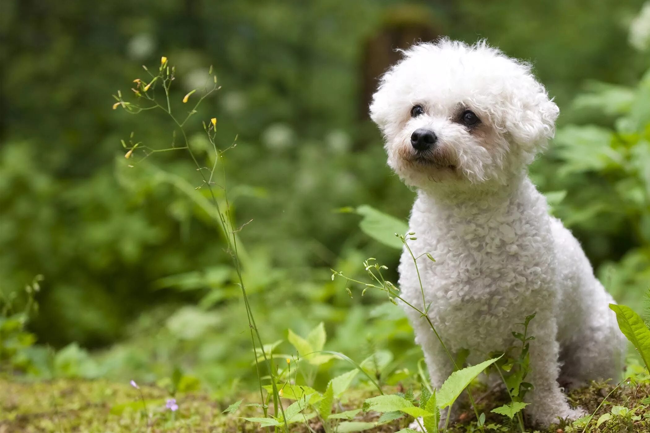 Порода собак бишон фото цена Free photo: Bichon Frise - Dog, Holding, Pet - Free Download - Jooinn