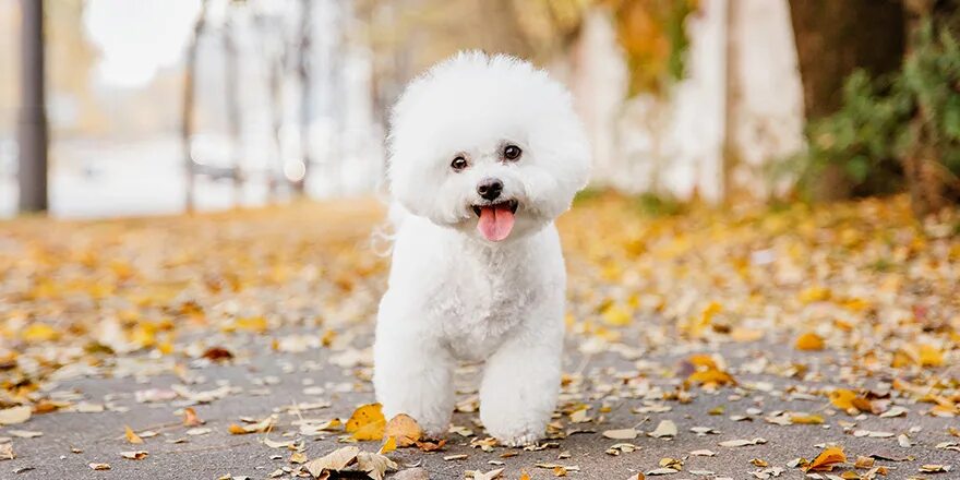 Порода собак бишон фризе фото 20 of the Best Fluffy Dog Breeds to Totally Fall in Love With MPNT