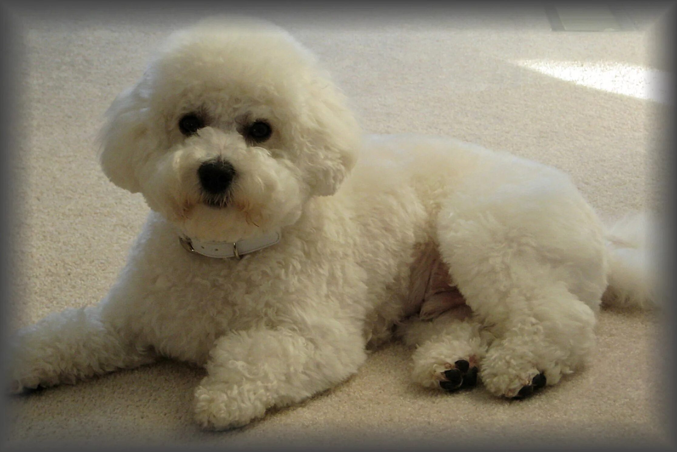 Порода собак бишон фризе фото bichon frise pedigree puppies for sale Online Shopping