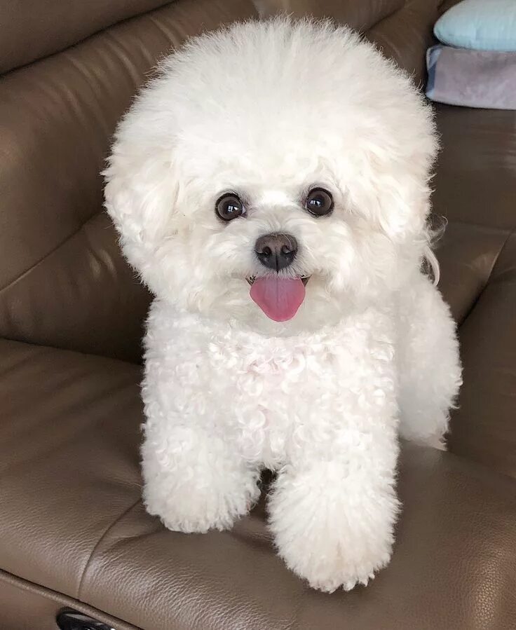 Порода собак бишон фризе фото Bichon Frise 'Ally' @instagram Bichon frise dogs, Bichon frise puppy, Bichon dog