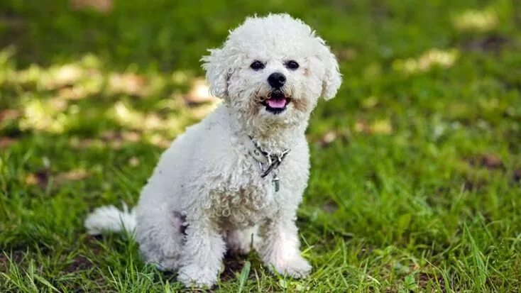 Порода собак бишон фризе фото 30 Small Hypoallergenic Dogs That Don't Shed - Barking Royalty Bichon frise dogs