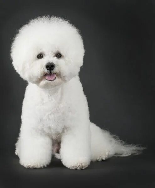 Порода собак бишон фризе фото Bichon Frise Puppies for Sale Breed Group: Non-sporting Height: 9.5 to 11.5 inch