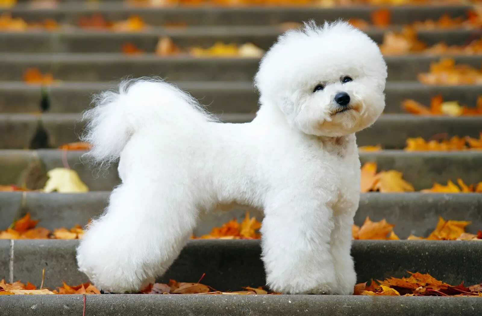 Порода собак бишон фризе фото цена Bichon Frise Description, Behavior, & Facts Britannica