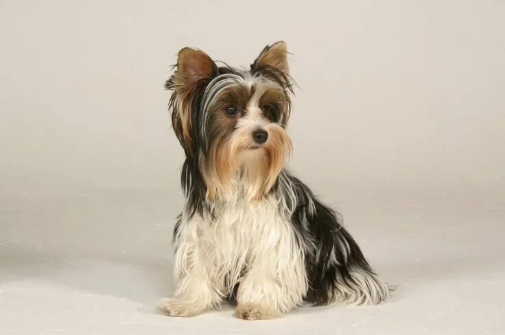 Порода собак бивер фото Бивер йорк (бивер йоркширский терьер) Biewer yorkie, Dog breeds, Terrier dog bre