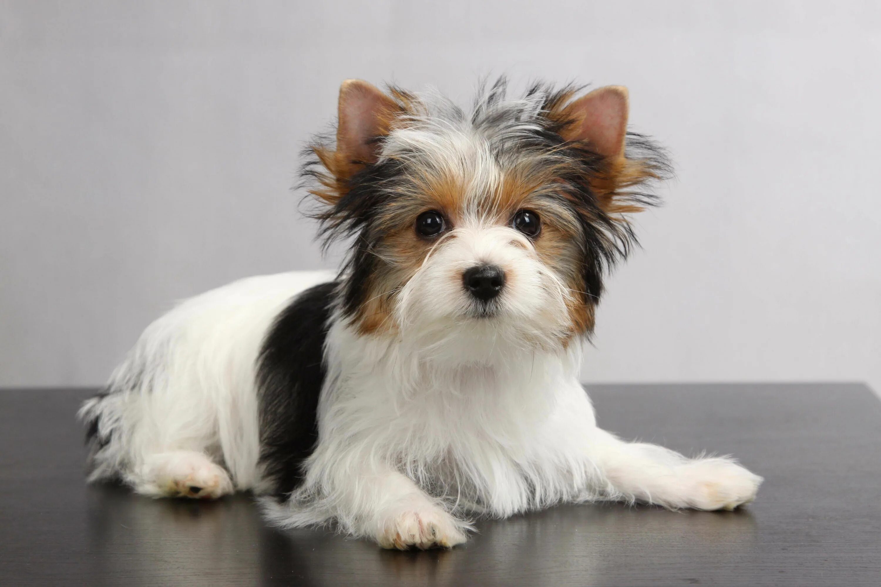 Порода собак бивер фото Biewer Yorkshire Terrier Йоркширский терьер, Терьер, Домашние собаки