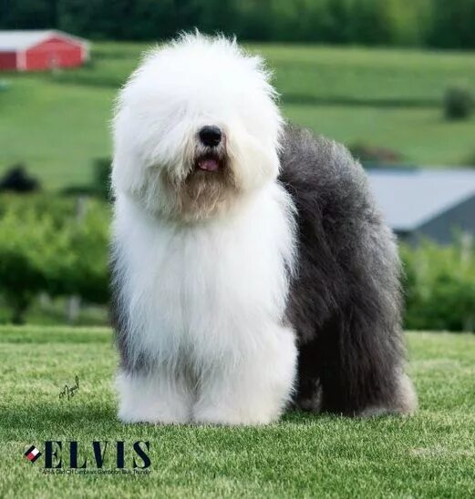 Порода собак бобтейл фото old english sheepdog Fluffy dogs, Fluffy dog breeds, Old english sheepdog