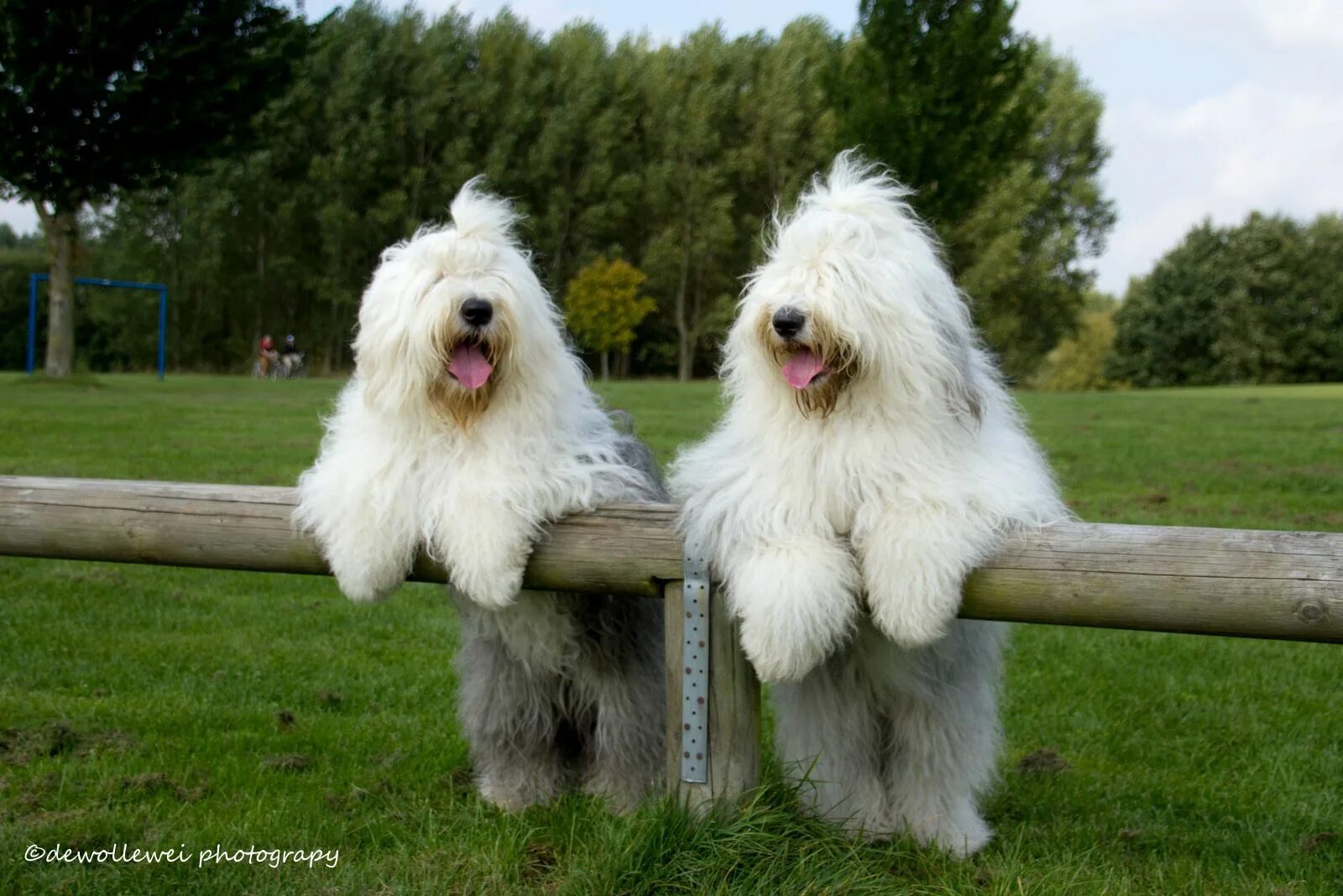 Порода собак бобтейл фото Pin on Old English Sheepdog