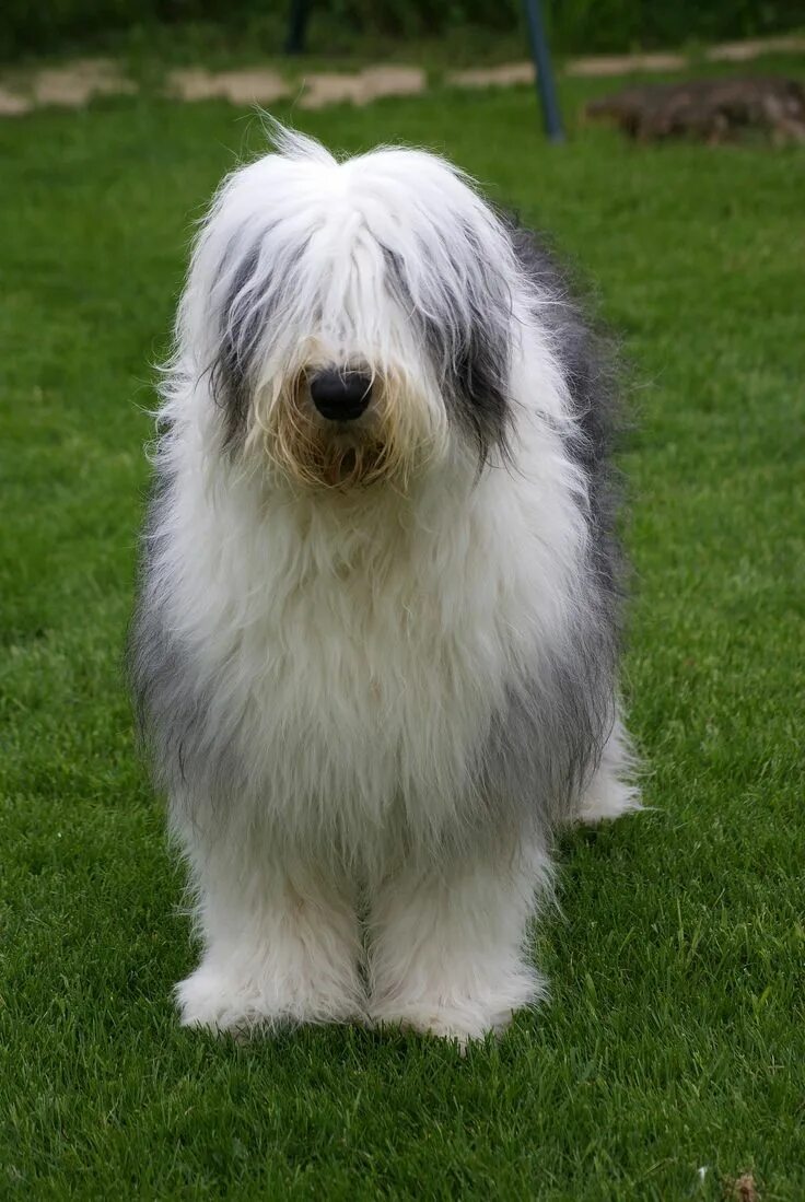 Порода собак бобтейл фото Jacky Old english sheepdog, Kittens and puppies, Dog breeds