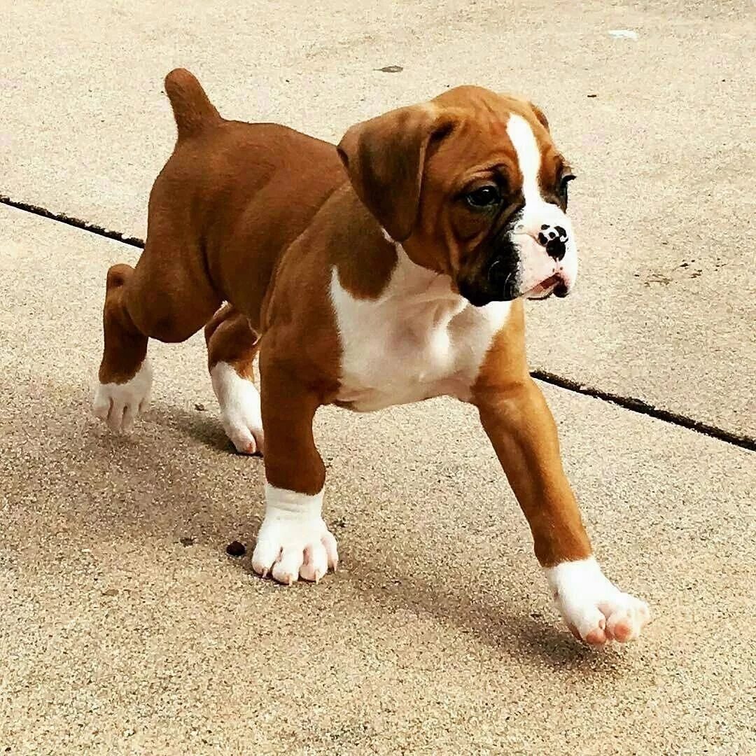 Порода собак боксер фото Determine additional info on "boxers". Have a look at our internet site. Dogs Bo