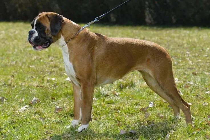 Порода собак боксер фото Boxer Dogs Breed - Information, Temperament, Size & Price Pets4Homes Boxer dog b