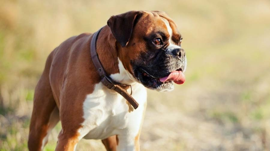 Порода собак боксер фото Boxer - Price, Temperament, Life span Boxer dog names, Boxer dogs, Most popular 