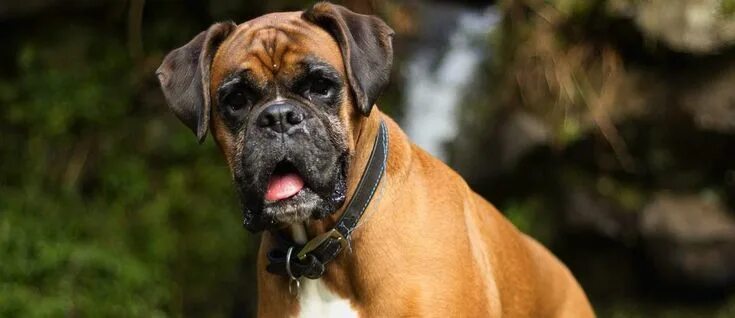 Порода собак боксер фото De Boxer: de allemansvriend, de clown van de klas Dogs, Boxer, Animals